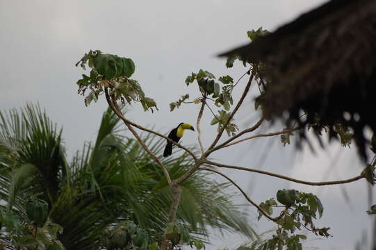 Image of Keel-billed Toucan