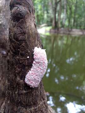 Image of Giant applesnail