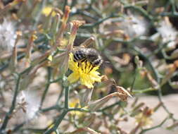 Plancia ëd Anthophora orotavae (Saunders 1904)