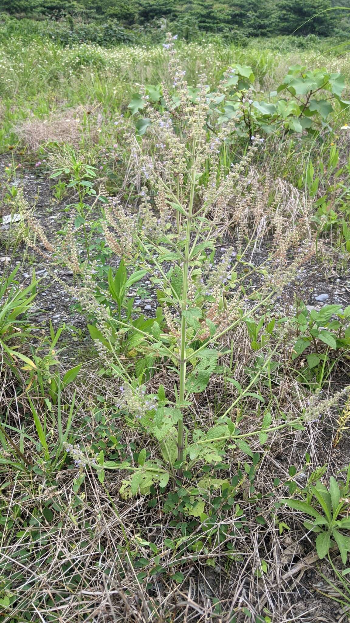 Image de Salvia plebeia R. Br.