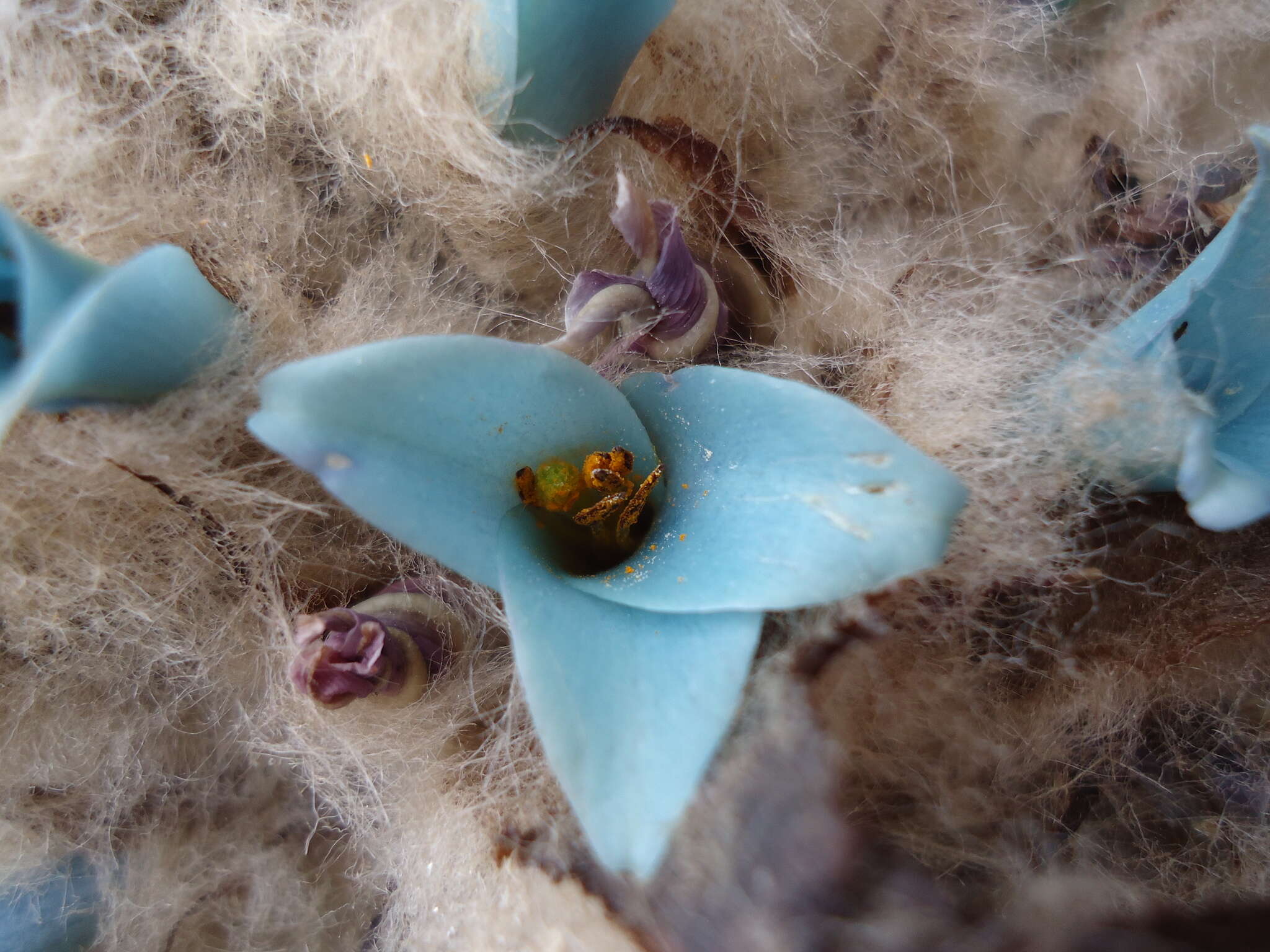 Image of Puya clava-herculis Mez & Sodiro