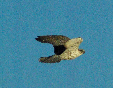 Image of Gyr Falcon