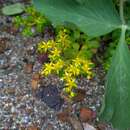 Sivun Sedum formosanum N. E. Br. kuva