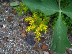 Sivun Sedum formosanum N. E. Br. kuva