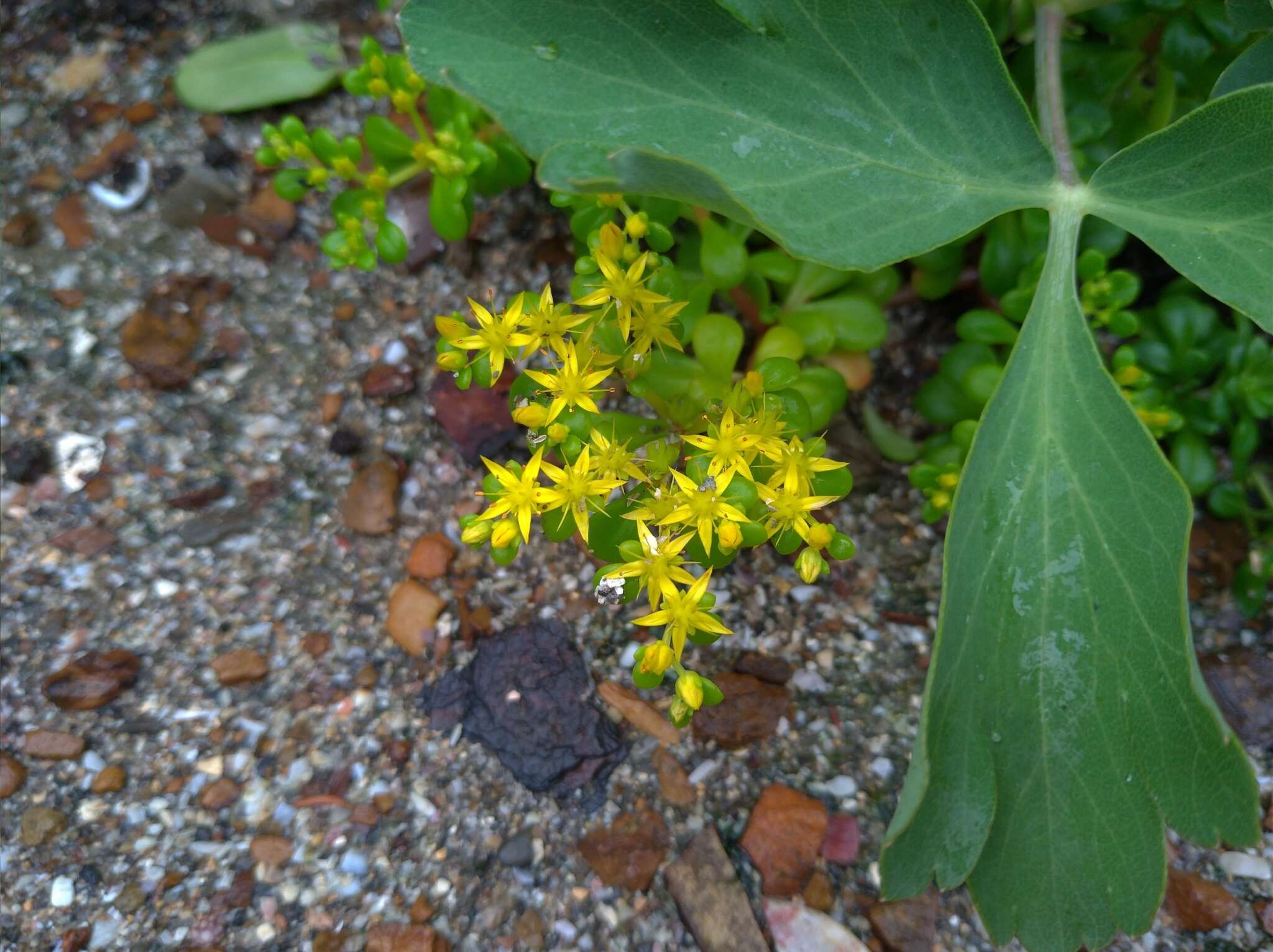 Sivun Sedum formosanum N. E. Br. kuva