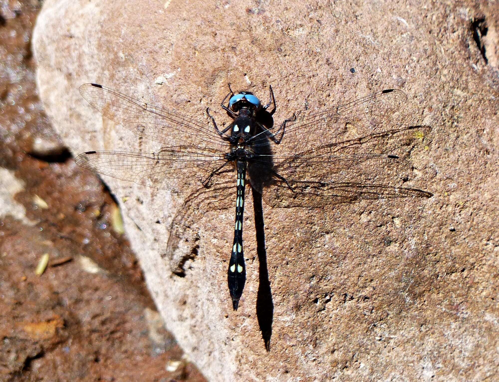 Image of Macrothemis imitans Karsch 1890