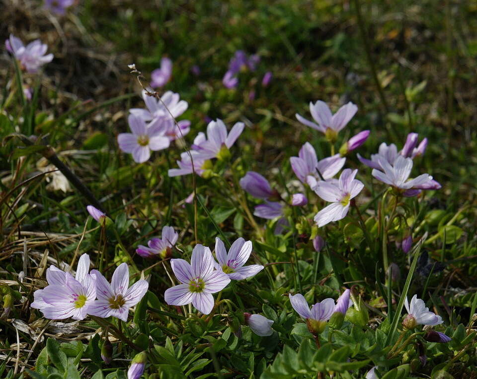 Claytonia sarmentosa C. A. Mey. resmi