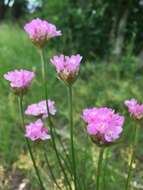 Imagem de Armeria maritima subsp. elongata (Hoffm.) Bonnier