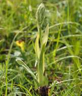 Image of Lizard orchid