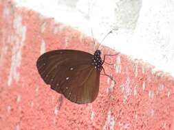 Image of Euploea tulliolus ledereri Felder 1860