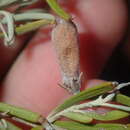Image of Eremophila youngii F. Muell.