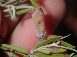 Image de Eremophila youngii F. Muell.