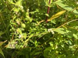 Cuscuta coryli Engelm. resmi