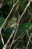 Image of Restinga Tyrannulet