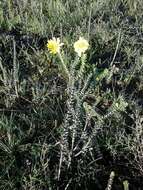 Image of <i>Osteospermum <i>polygaloides</i></i> var. polygaloides