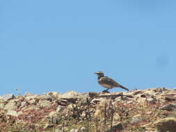 Image of Eremophila alpestris actia (Oberholser 1902)