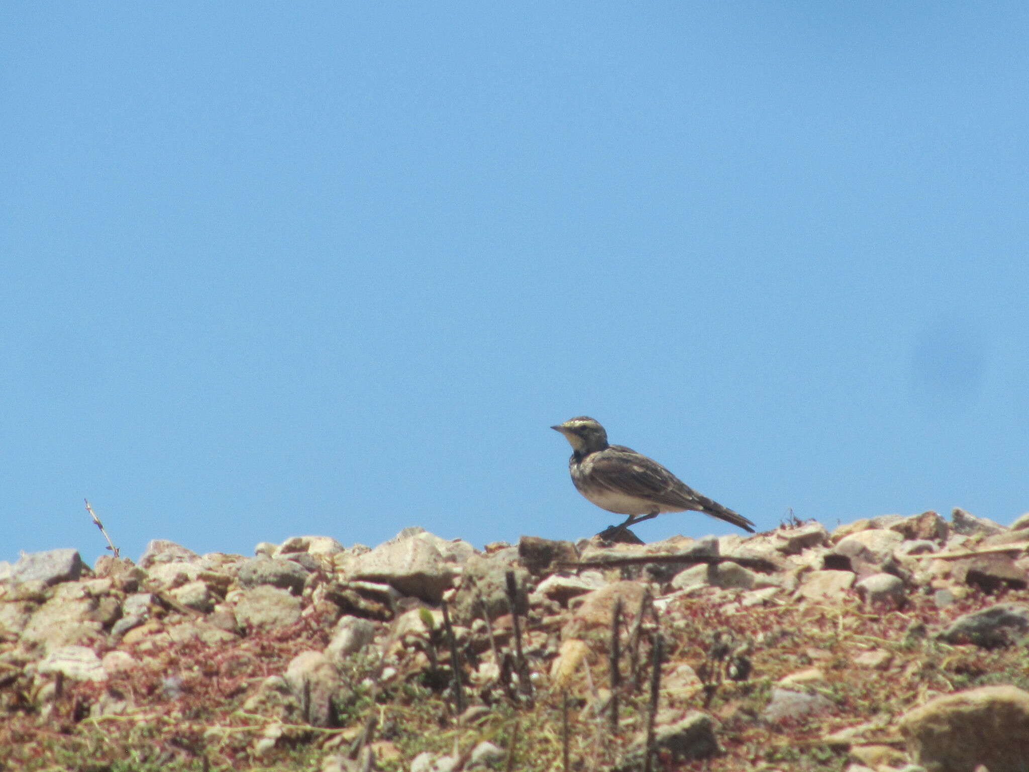 صورة Eremophila alpestris actia (Oberholser 1902)