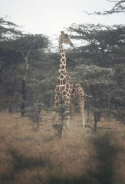 Image of reticulated giraffe