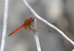 Image of Russet Dropwing