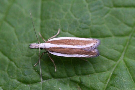 Image of Juniper webworm