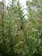 Image of Barbary Spider