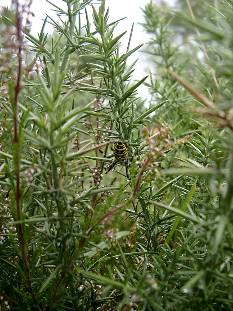 Image of Barbary Spider