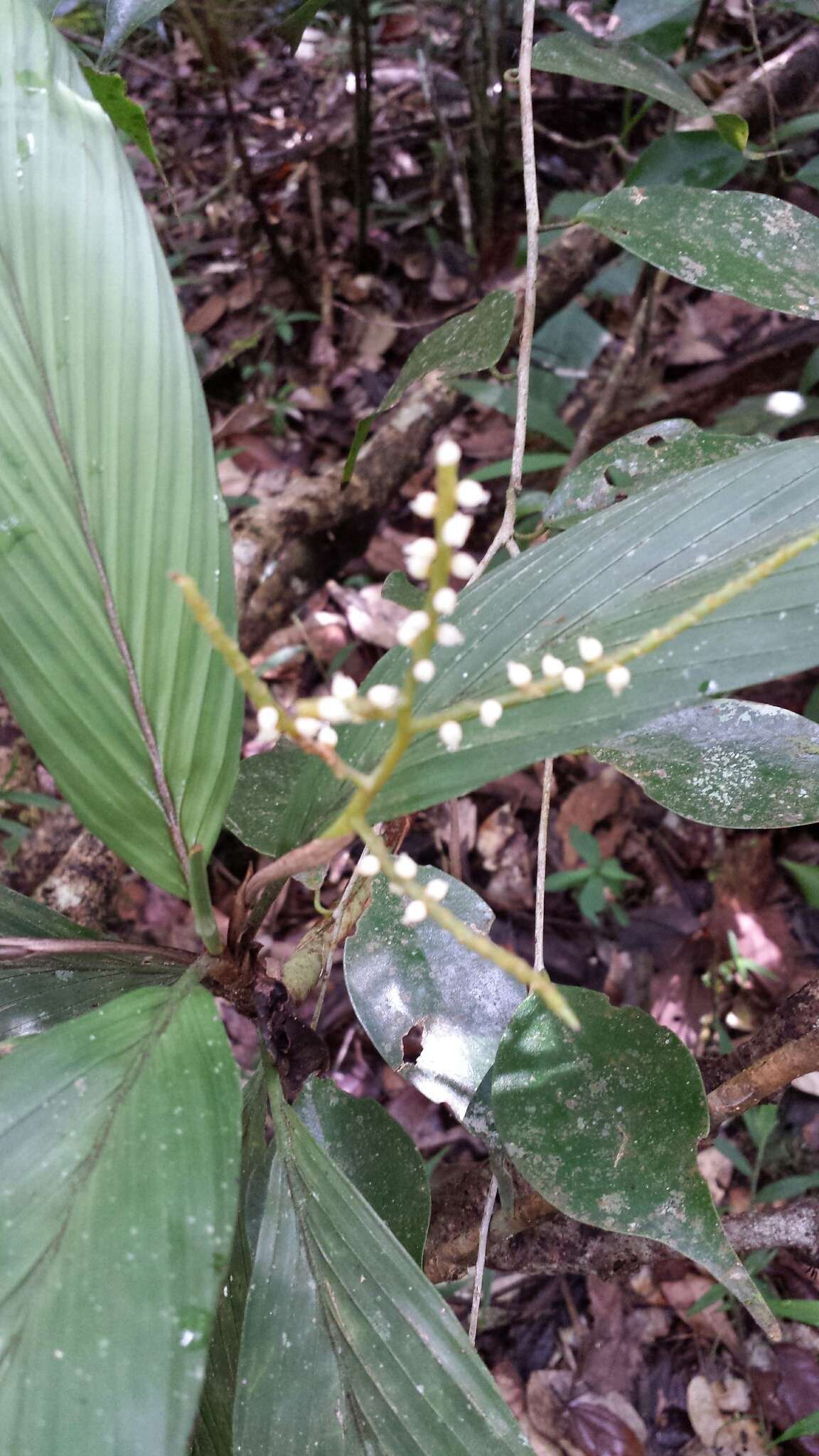 Image of Dypsis pulchella J. Dransf.