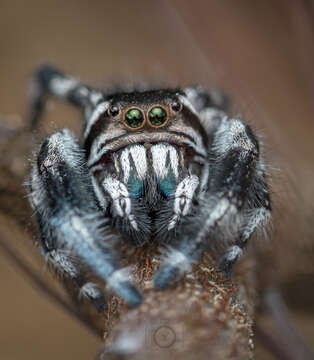 Image of Phidippus albulatus F. O. Pickard-Cambridge 1901