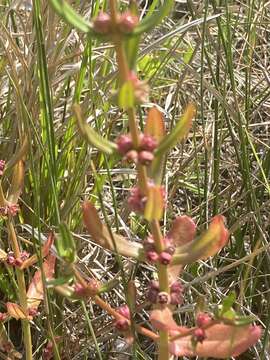 صورة Ammannia latifolia L.