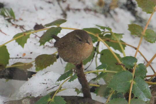 Image of Pacific Wren