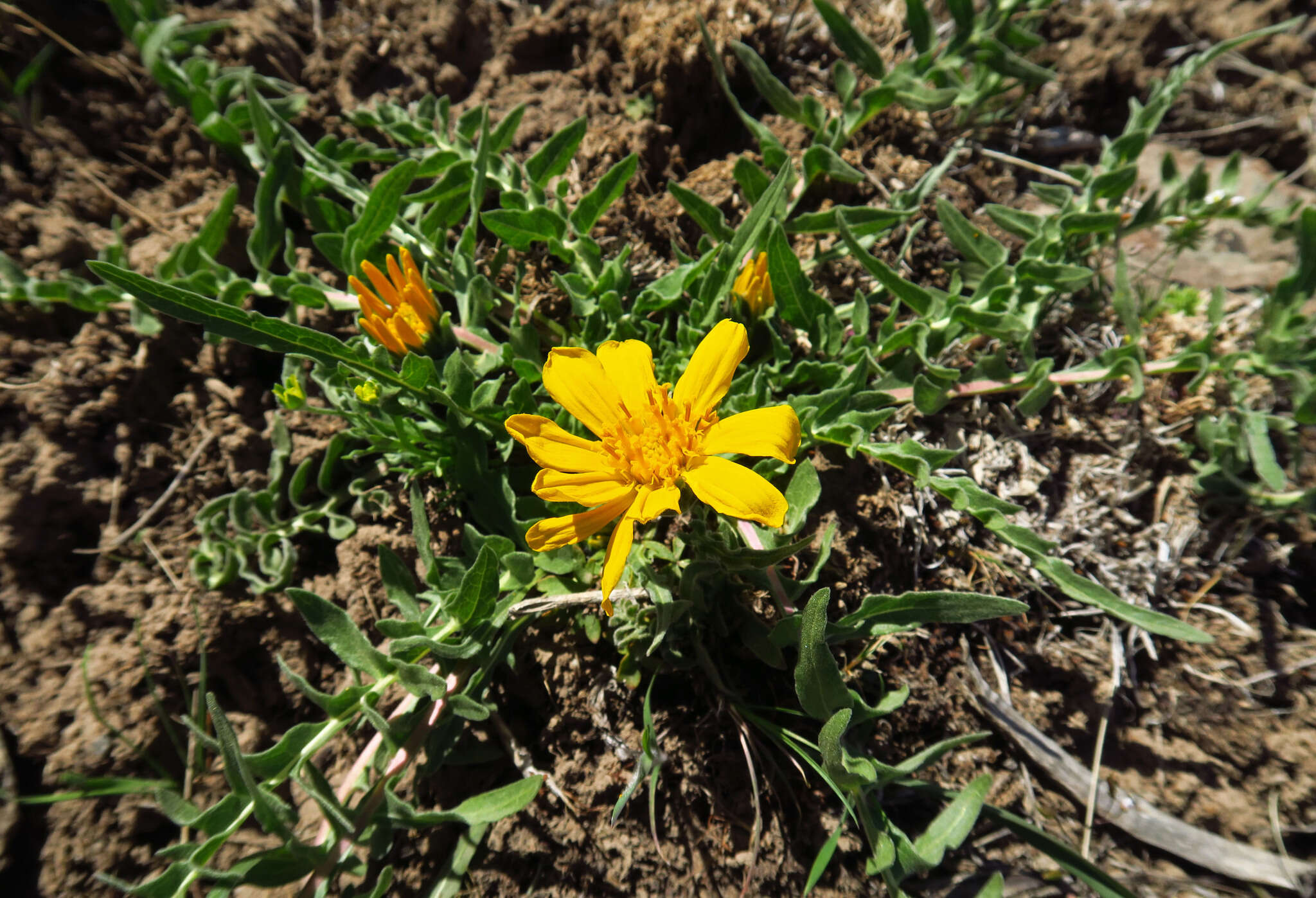 Plancia ëd Balsamorhiza hispidula Sharp