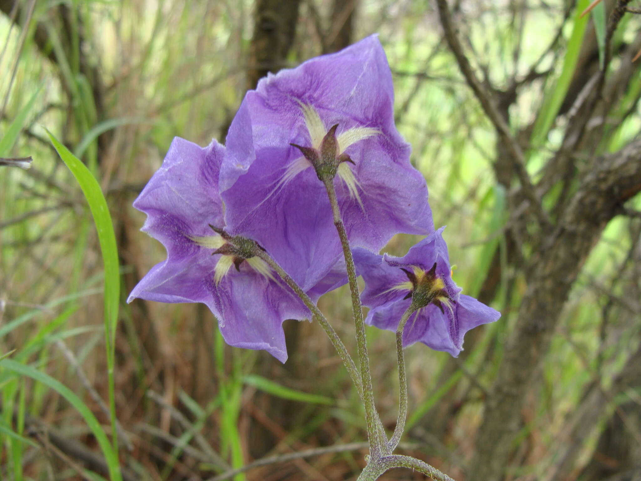 Solanum demissum Lindl.的圖片