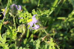 Image of watermelon nightshade