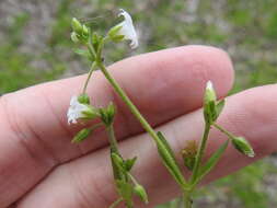 صورة Cerastium brachypodum (Engelmann ex A. Gray) B. L. Rob.