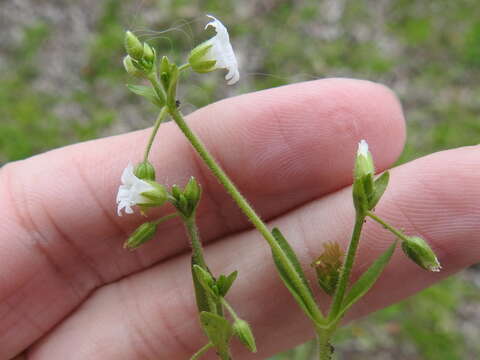 Image of Short-Stalk Mouse-Ear Chickweed