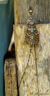 Image of White-spotted Flying Lizard