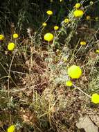 Image of Dyer's Chamomile