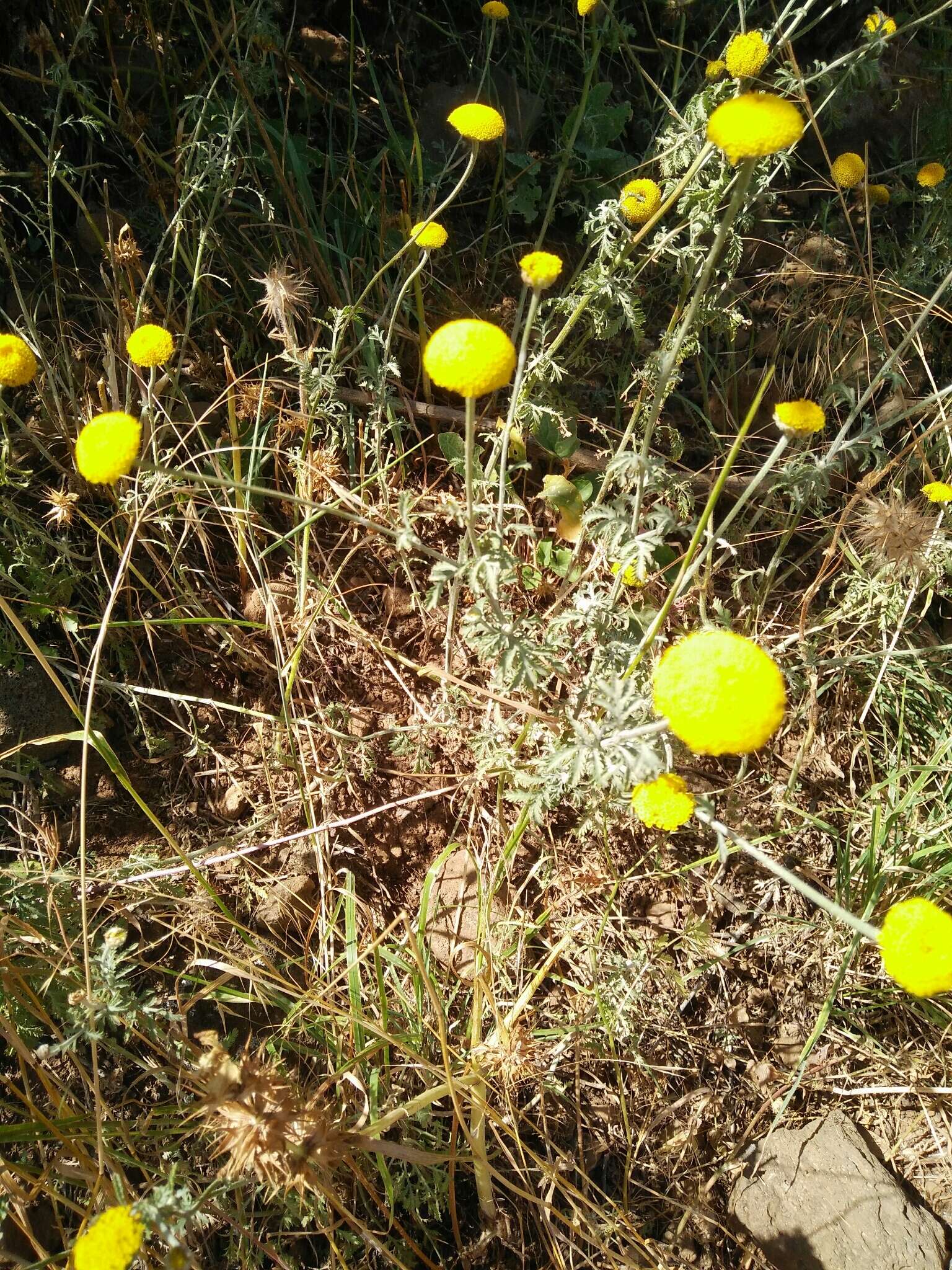 Image of Dyer's Chamomile