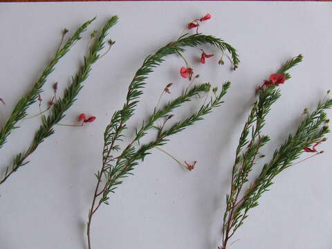 Image of Indigofera dillwynioides Harv.