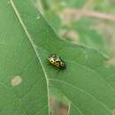 Image of Zygogramma (Zygospila) signatipennis (Stål 1859)