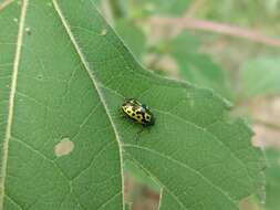 Image of Zygogramma (Zygospila) signatipennis (Stål 1859)