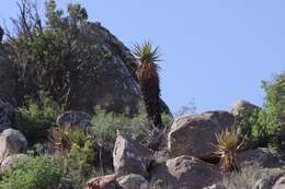 Image of Namaqua Aloe