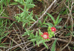 Imagem de Delosperma multiflorum L. Bol.