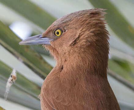 Pseudoseisura unirufa (d'Orbigny & Lafresnaye 1838)的圖片