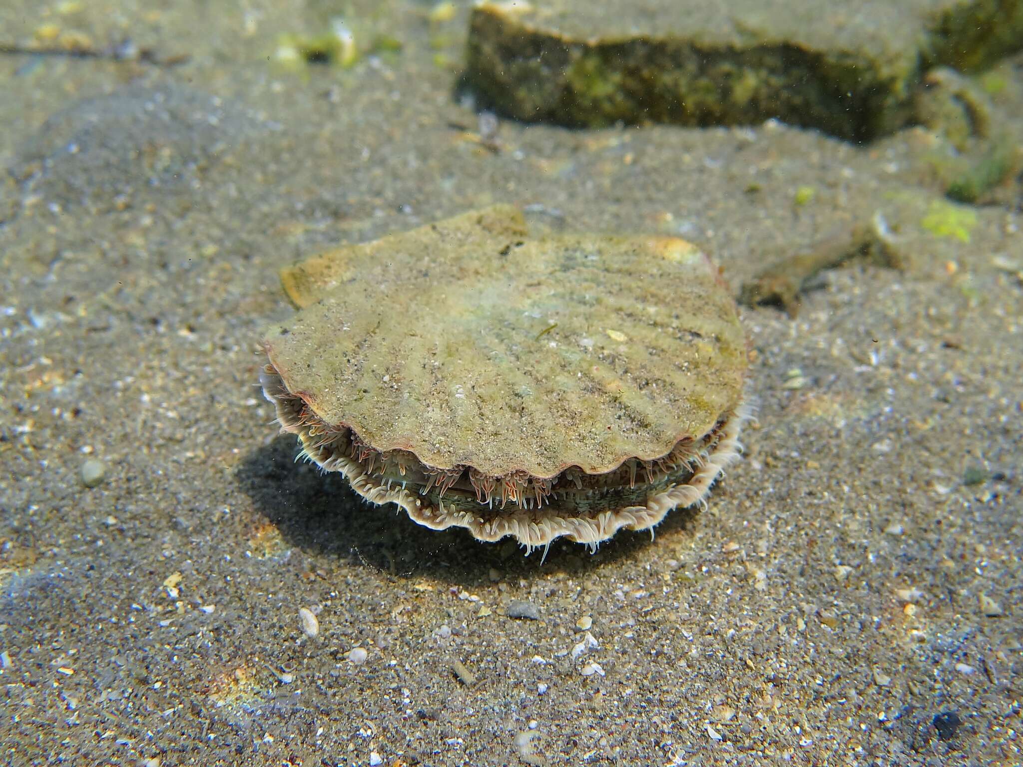 Image of St.James's scallop