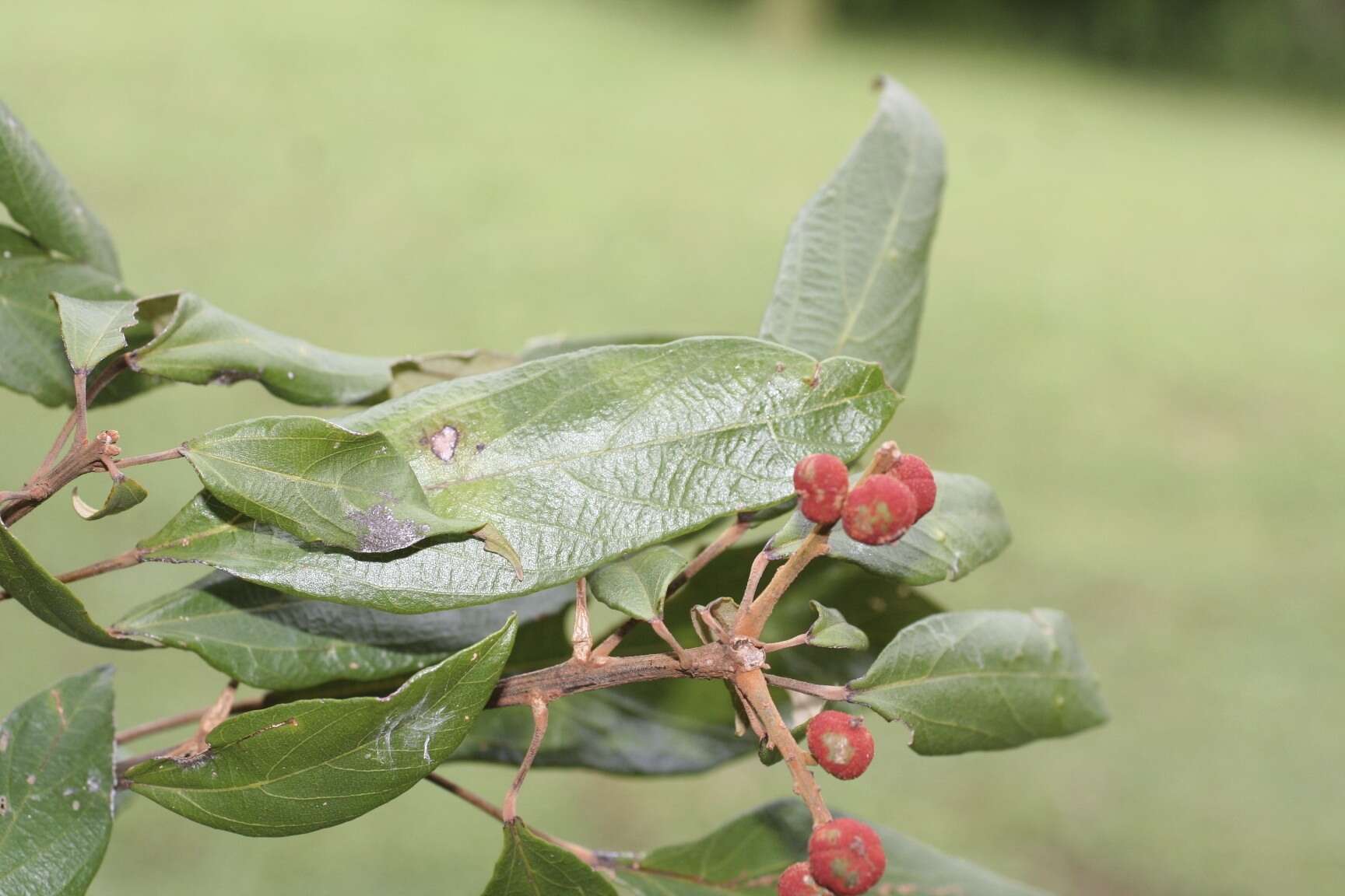 Image of kamala tree