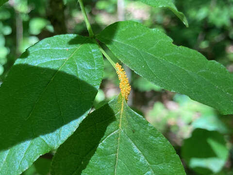 صورة Puccinia andropogonis Schwein. 1832