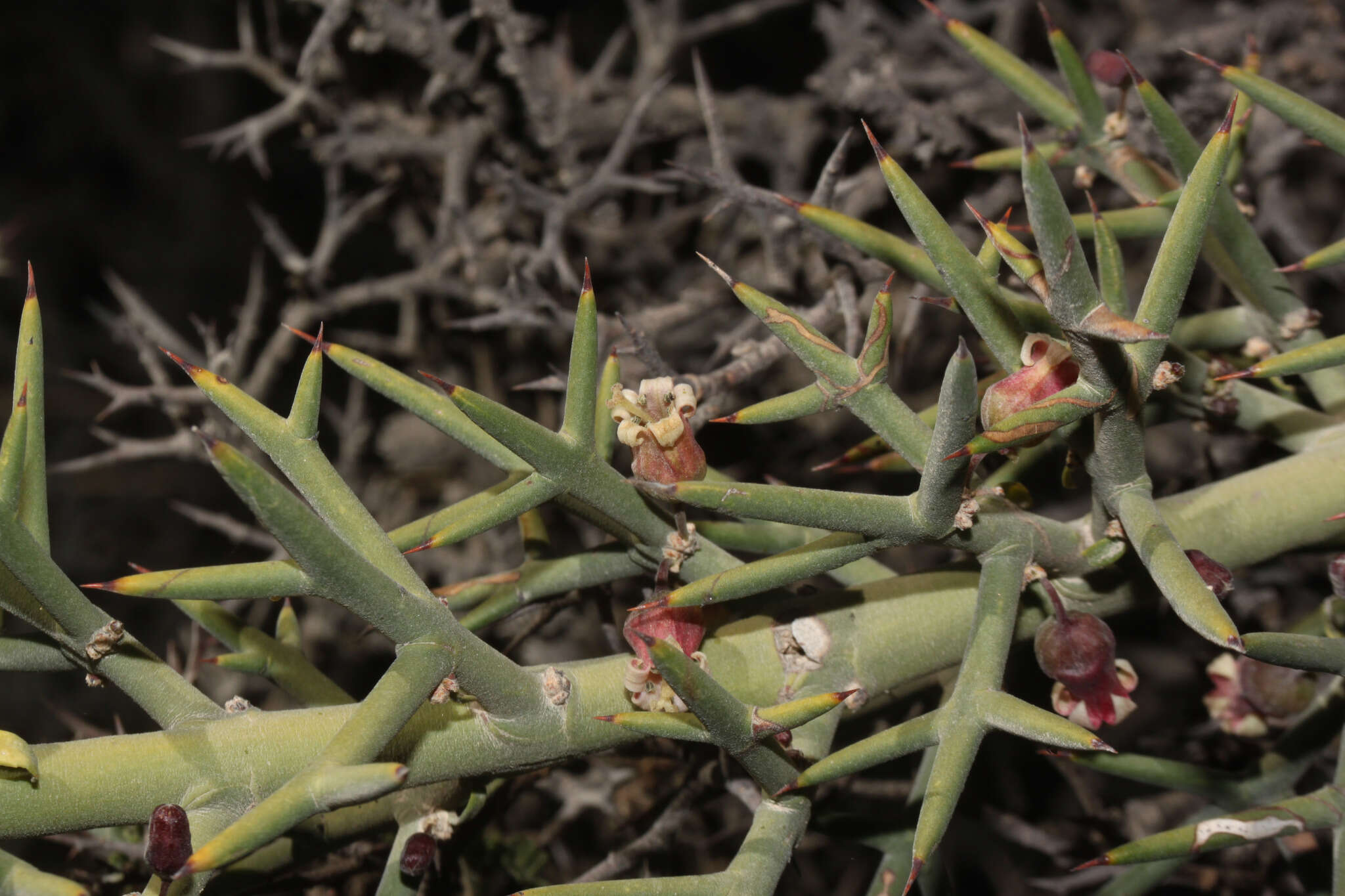 Imagem de Colletia spinosissima J. F. Gmel.