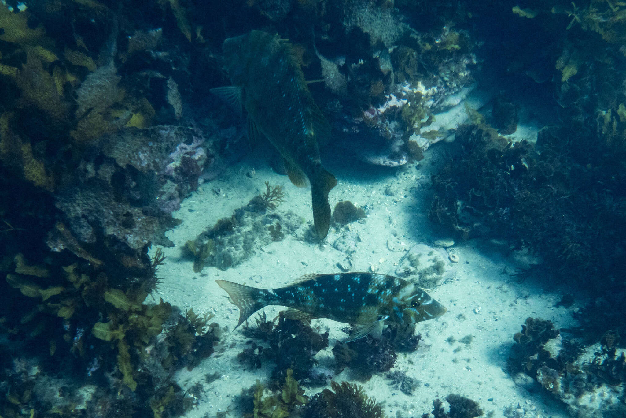 Lethrinus nebulosus (Forsskål 1775) resmi