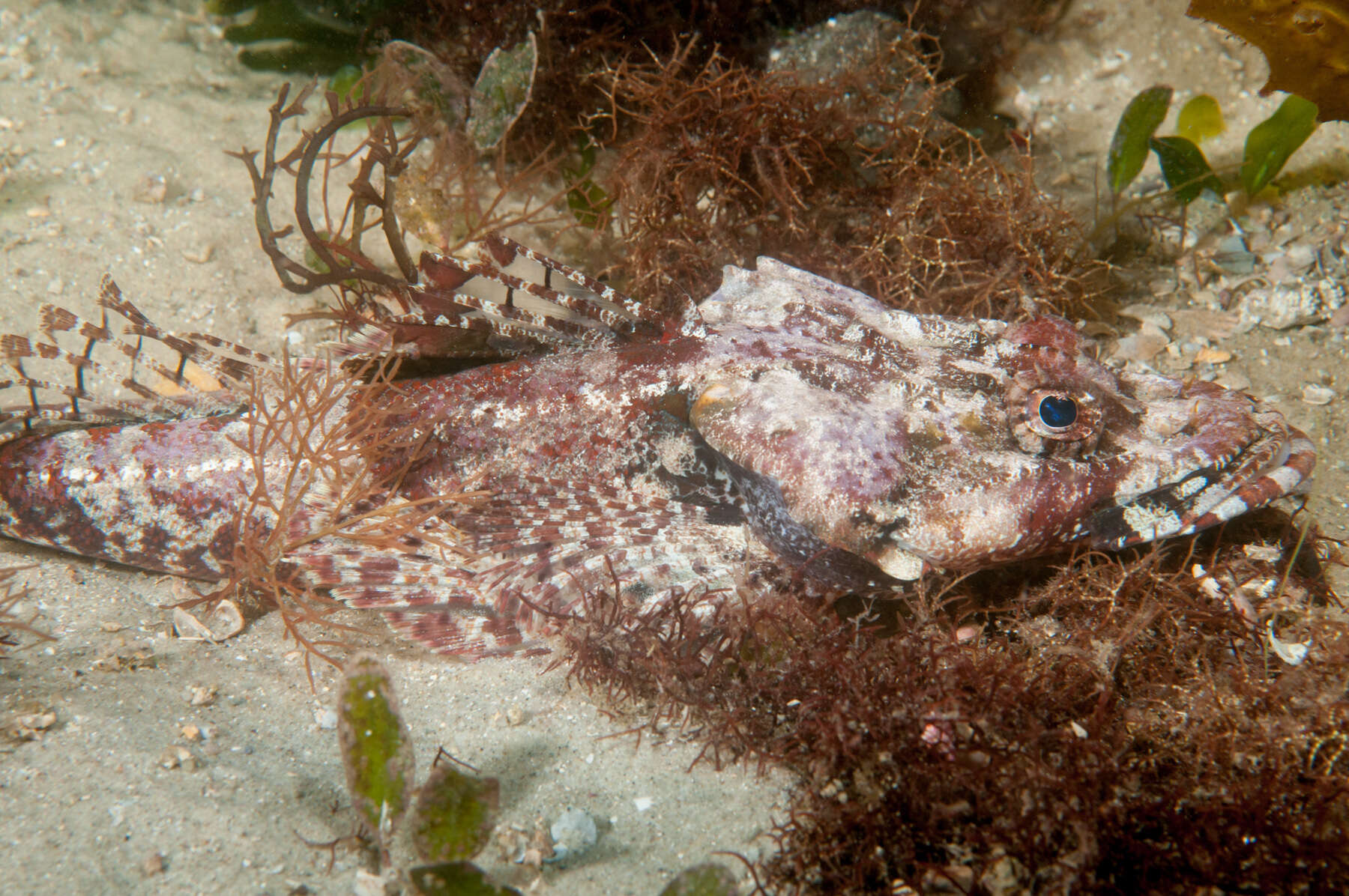 Image of Rock flathead